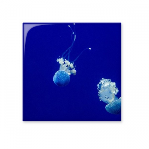  Science Nature Picture Cerac Bisque Tiles Bathroom Decor Kitchen Cerac Tiles Wall Tiles