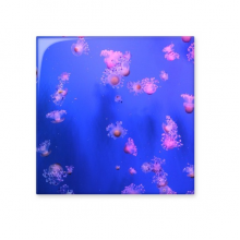 Ocean Jellyfish Science Nature Picture Cerac Bisque Tiles Bathroom Decor Kitchen Cerac Tiles Wall Tiles