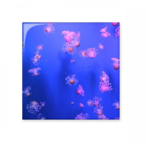 Ocean Jellyfish Science Nature Picture Cerac Bisque Tiles Bathroom Decor Kitchen Cerac Tiles Wall Tiles