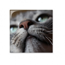 动物仰视猫咪摄影照片 厨房卫浴室墙面瓷片瓷砖装饰装修礼物