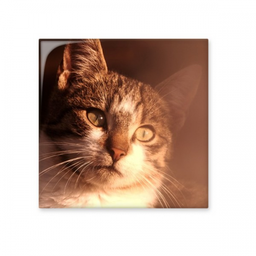 动物伤感猫咪简约图 厨房卫浴室墙面瓷片瓷砖装饰装修礼物