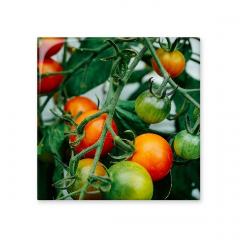 fresh temperate fruit tree picture cerac tile glossy decal ged brick adorn st