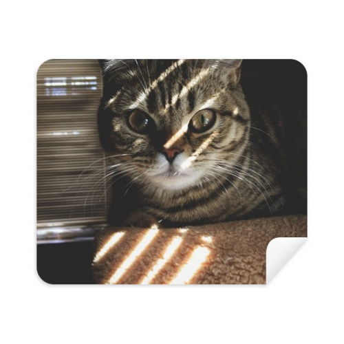 动物猫咪光线摄影照片图 鹿皮绒眼镜布屏幕清洁布手机屏擦2片