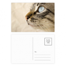 Animal Blue Eye Kitten Gray Photo Postcard Set Birthday Mailing Thanks Greeting Card