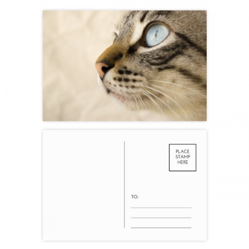 Animal Blue Eye Kitten Gray Photo Postcard Set Birthday Mailing Thanks Greeting Card