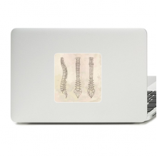 Skeleton Sketch Spine Human Decal Vinyl Paster Laptop Sticker PC Decoration Skeleton Sketch Spine Human Decal Vinyl Paster Laptop Sticker PC Decoration