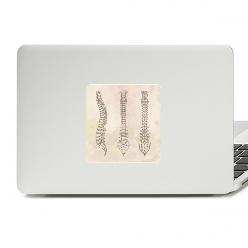 Skeleton Sketch Spine Human Decal Vinyl Paster Laptop Sticker PC Decoration Skeleton Sketch Spine Human Decal Vinyl Paster Laptop Sticker PC Decoration