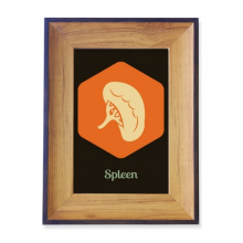 Body Internal Spleen Photo Frame Exhibition Display Art Desktop Painting Body Internal Spleen Photo Frame Exhibition Display Art Desktop Painting