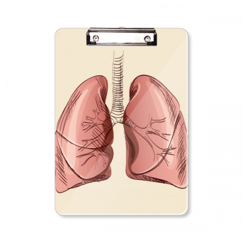 器官肺人类插画 平头文件夹书写垫板考试A4