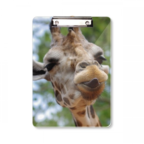 地球生物狮子 平头文件夹书写垫板考试A4