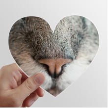 Animal Local Photograph Picture Heart Vinyl Sticker Bicycle Bottle Decal