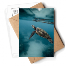 turtle science nature picture postcards envelopes blank note cards mailing
