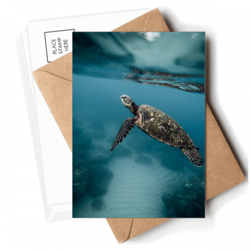 turtle science nature picture postcards envelopes blank note cards mailing turtle science nature picture postcards envelopes blank note cards mailing